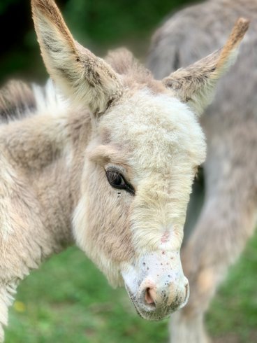 Domaine AbracadaRoom : Domaine Jean-Got - Image 18