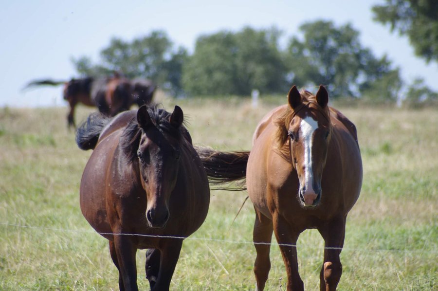 Domaine AbracadaRoom : Glamping La Fraventure - Image 39