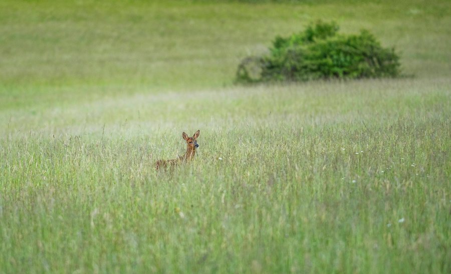 Hébergement AbracadaRoom : Cabane du Grand Chêne & Spa - Image 18