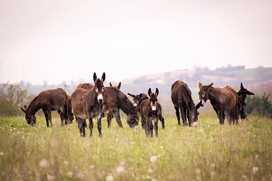 Hébergement AbracadaRoom : Chalet Estive au cœur de la ferme - Image 3