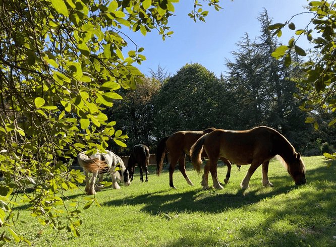 Domaine AbracadaRoom : Homnest (Mortagne) - Image 17