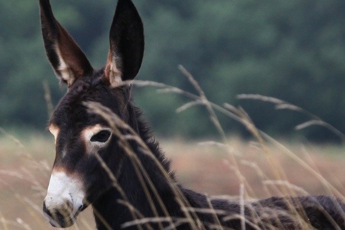Domaine AbracadaRoom : La Ferme du Hitton Gers - Un Lit au Pré ( à supprimer) - Image 5