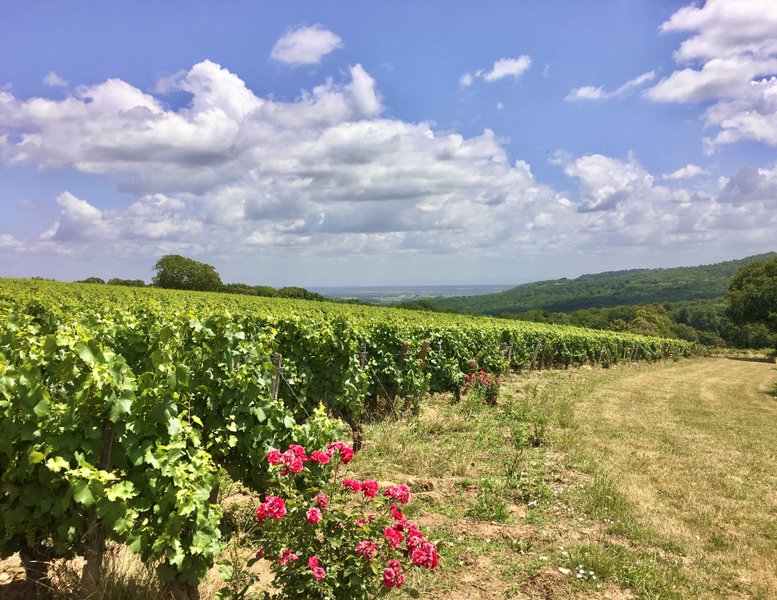 Domaine AbracadaRoom : Domaine  Joseph Lafarge - Image 11