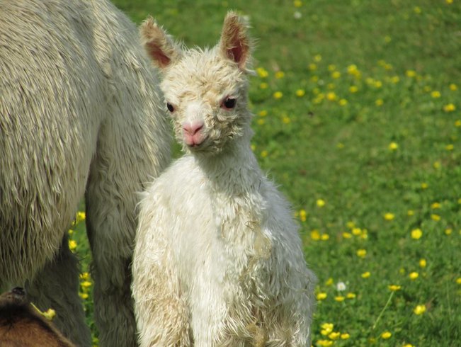 Domaine AbracadaRoom : Les Chemins d'Ambre & Thaïs - Image 15