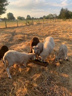 Domaine AbracadaRoom : La Roulotte des Papillons - Image 2