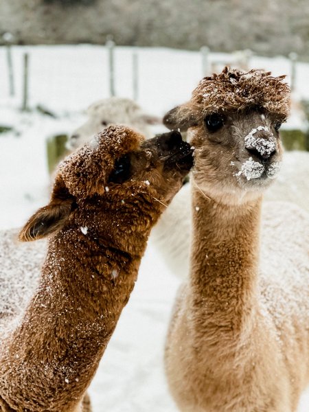 Hébergement AbracadaRoom : Dôme au milieu des Alpagas - Image 29