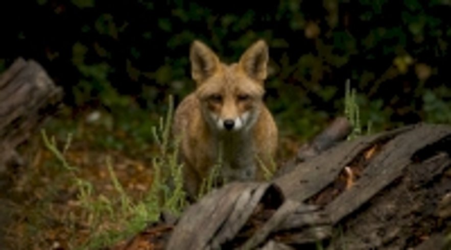 Domaine AbracadaRoom : Les Animaux et Marino - Image 10