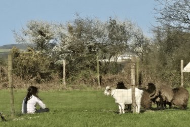 Yourte de Tréou à Treouergat (2)
