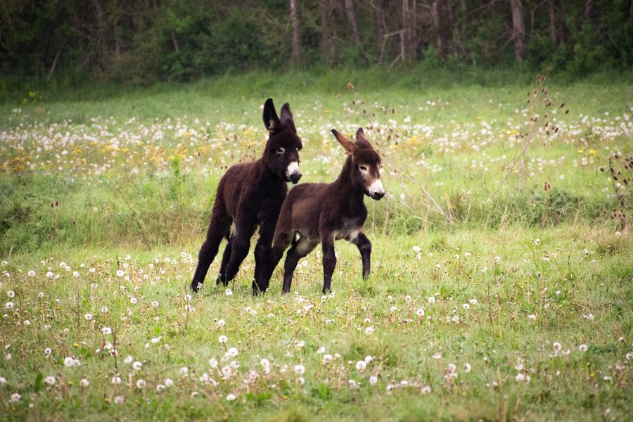 Domaine AbracadaRoom : Cosmeane - Image 3