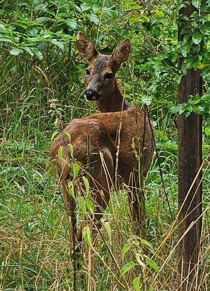 Hébergement AbracadaRoom : Cabane Le Cœur de Xanet - Image 22