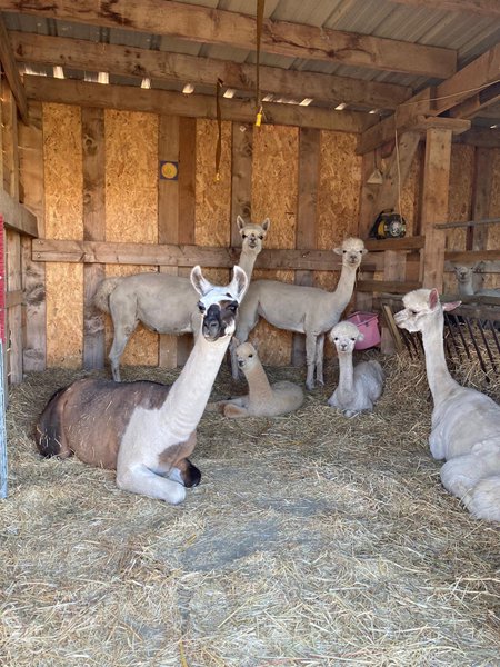 Domaine AbracadaRoom : La Ferme Pacifique Camargue - Image 9