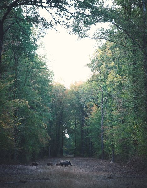 Domaine AbracadaRoom : Loire Valley Lodges - Hôtel - Image 19
