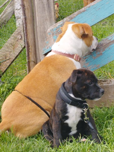 Hébergement AbracadaRoom : La Roulotte  Romantique du P'tit Buron - Image 22