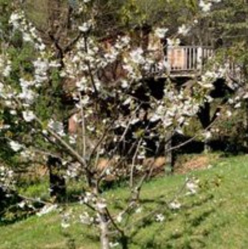 Hébergement AbracadaRoom : Shere Khan - Image 5