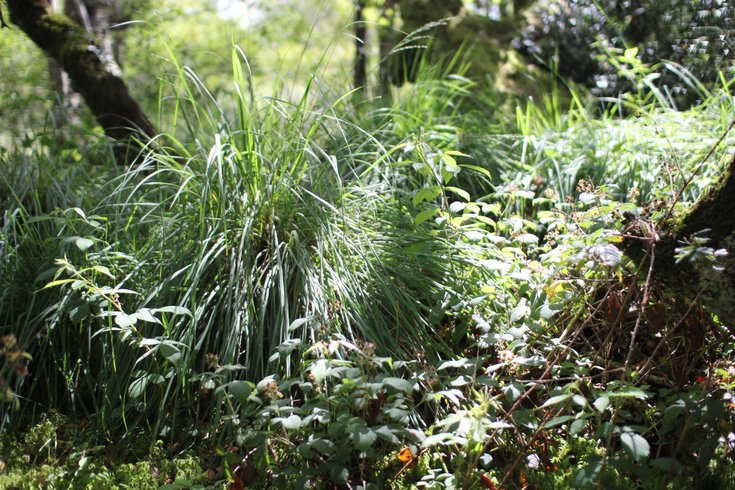 Domaine AbracadaRoom : La Ferme du Séquoia - Image 4