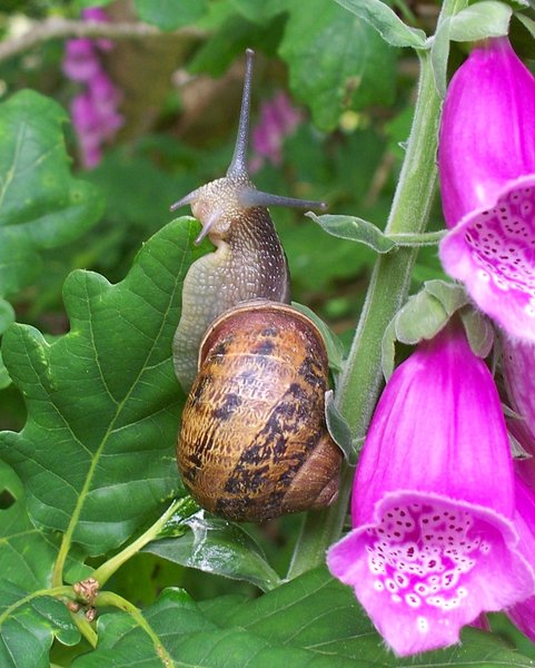 Domaine AbracadaRoom : Le P'tit Gris des Moulins - Image 3