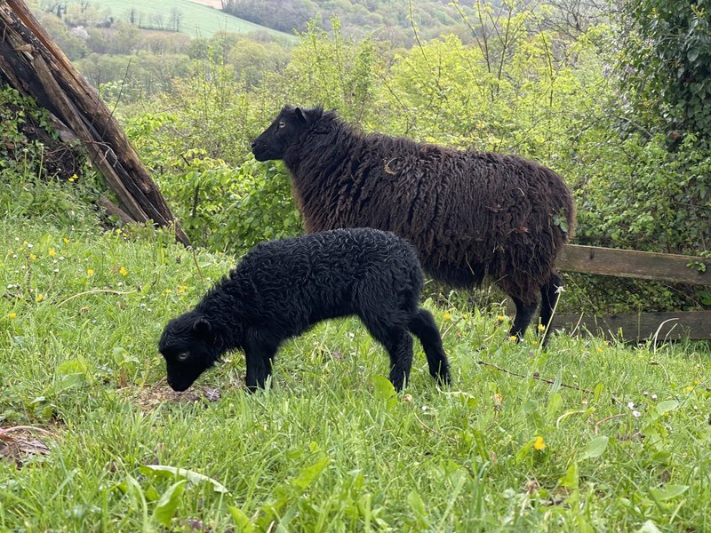 Domaine AbracadaRoom : Cabane la Pocquita - Image 4