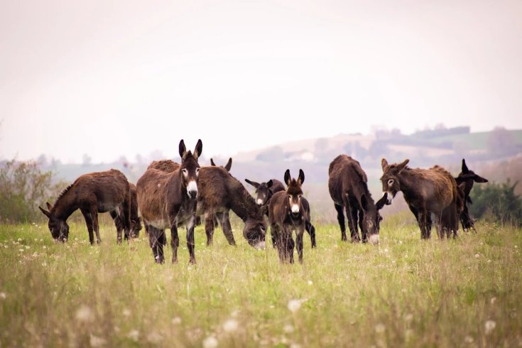 Hébergement AbracadaRoom : Chalet Ariègeois au cœur de la ferme - Image 17
