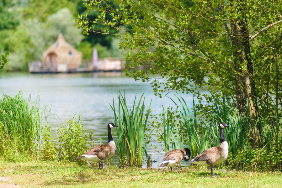 Domaine AbracadaRoom : Cabanes des Grands Lacs - Image 3