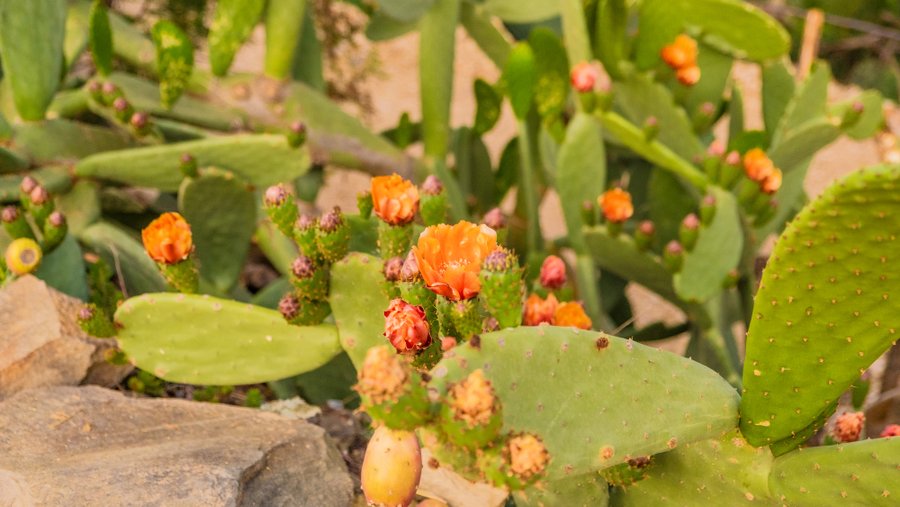 Domaine AbracadaRoom : Homnest (Céret) - Image 31