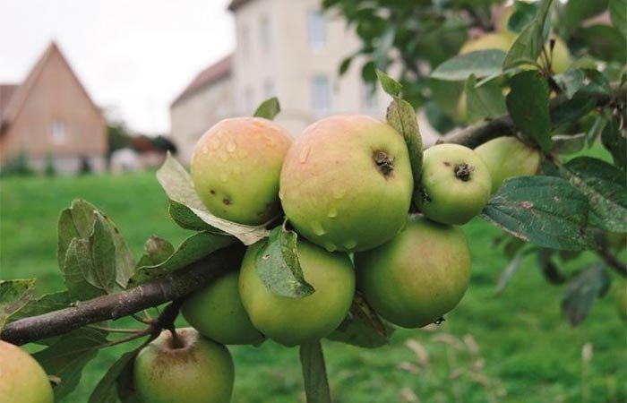 Domaine AbracadaRoom : Domaine des Essarts - Image 7