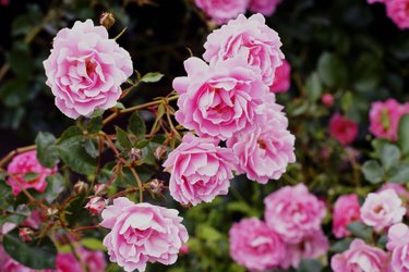 La Roseraie du Château, Gîte 5* & Spa à Pezenas (4)