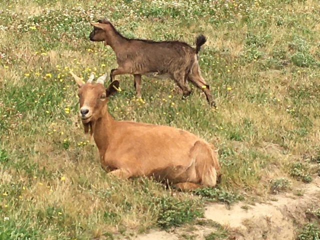 Domaine AbracadaRoom : Bulle des 2 arbres de la sagesse - Image 5