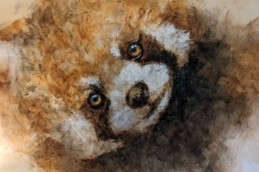 Chambre "Rêve de Panda roux" à Parentignat (3)