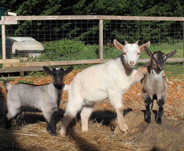 Domaine AbracadaRoom : La Maison du Bonheur - Image 13