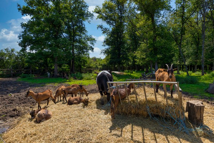 Hébergement AbracadaRoom : Tiny House La Chèvrerie proche de Montargis - 1h de Paris ! - Image 18