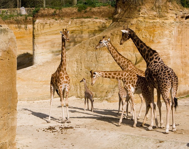 Hébergement AbracadaRoom : Le Grand Nid : hébergement unique aux portes du Bioparc - Image 3