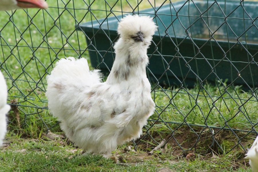 Domaine AbracadaRoom : Ferme du Moulin de Bois - Image 8