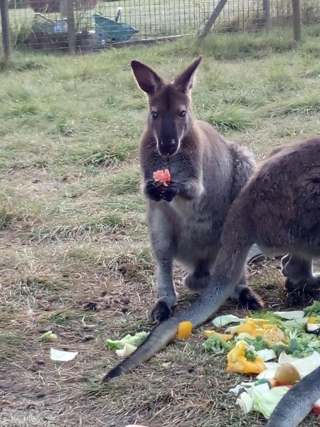 Hébergement AbracadaRoom : Hutte au milieu des wallabies n°2 - Image 4