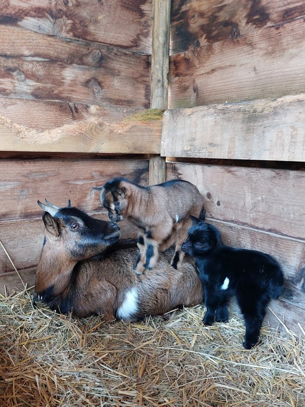 La Cabane Le Vieux Grimoire & Spa privatif à St Andre Et Appelles (13)