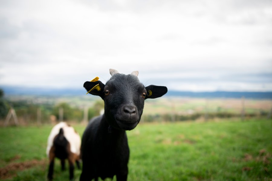 Domaine AbracadaRoom : Domaine des Étoiles - Image 13