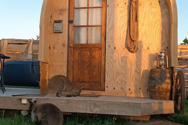 Expérience unique et insolite : Far West & Wallaby à Laperrière Sur Saone (3)
