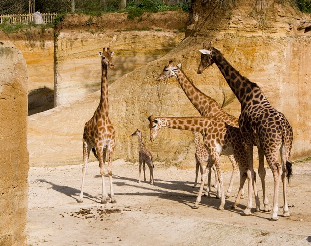 Hébergement AbracadaRoom : Le Grand Nid : hébergement unique aux portes du Bioparc - Image 3