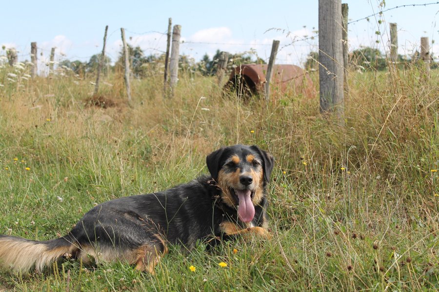 Domaine AbracadaRoom : L'Etoile Perchée - Image 5
