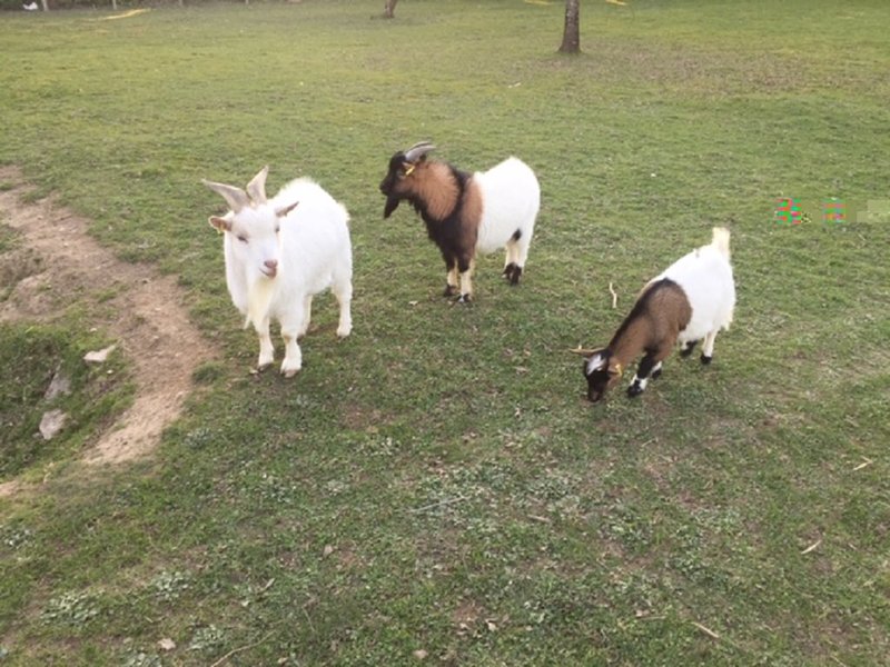 Hébergement AbracadaRoom : La bulle des 2 arbres de la sagesse & Spa - Image 22