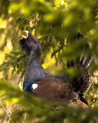 Hébergement AbracadaRoom : Les Logettes de Caroline, Ecolodge & Bain Nordique - Image 57