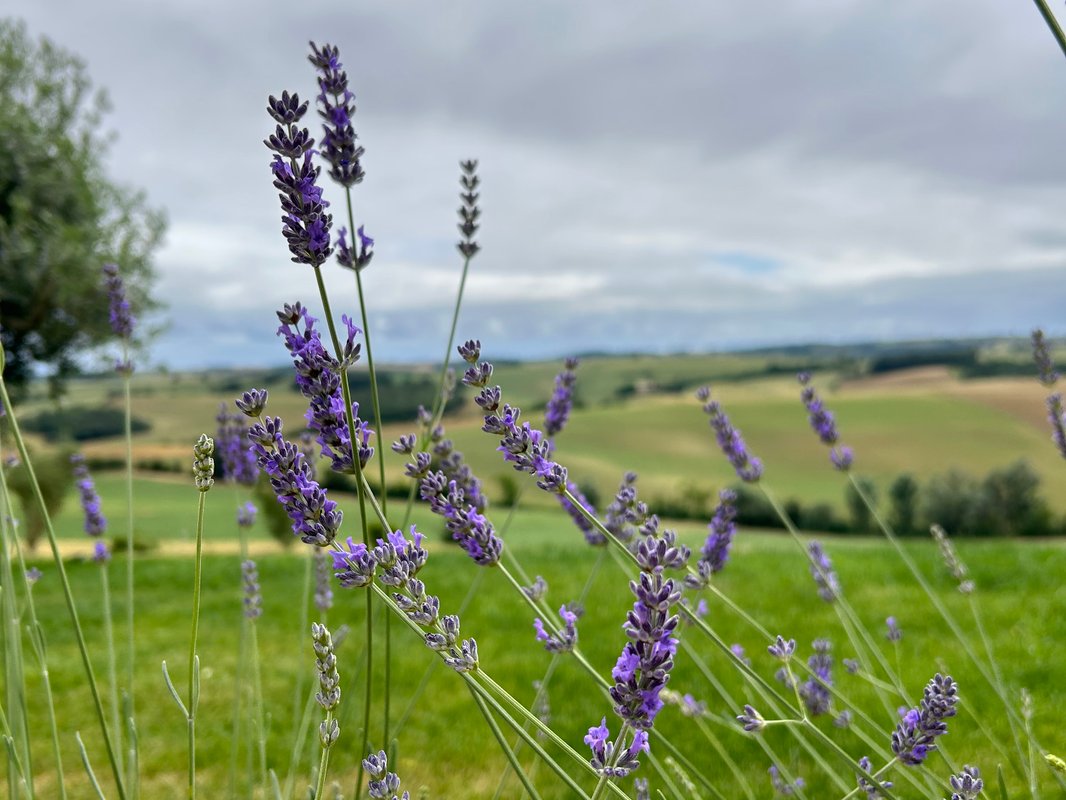 Dôme Lauragais à Caignac (13)