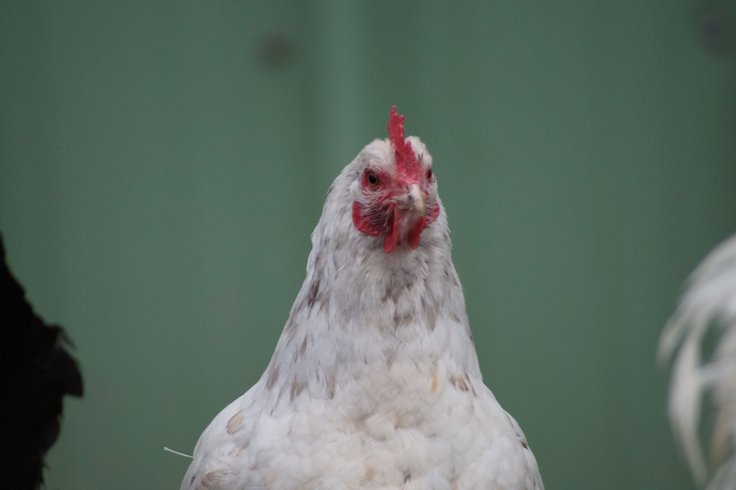 Domaine AbracadaRoom : Ferme du Moulin de Bois - Image 15