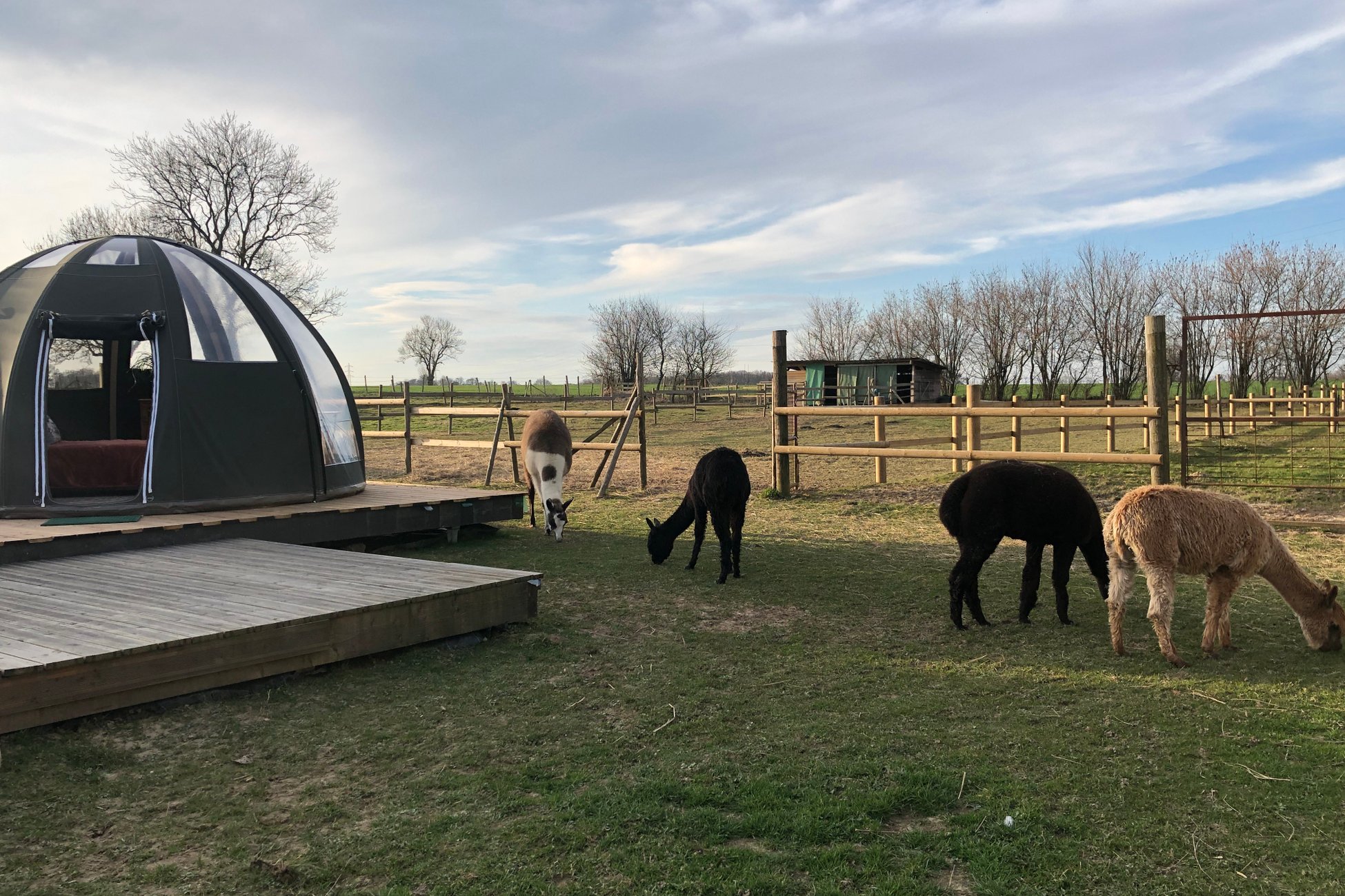 Hébergement UnicStay : Les alpagas du clos à La Cerlangue