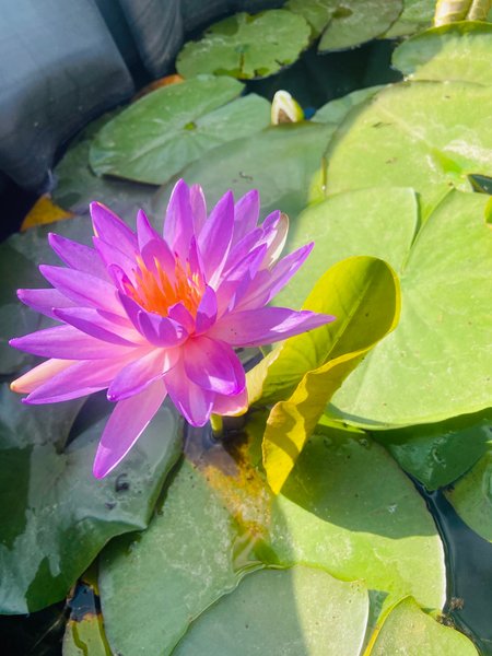 Domaine AbracadaRoom : Jardin Zen du Quistillic - Image 52