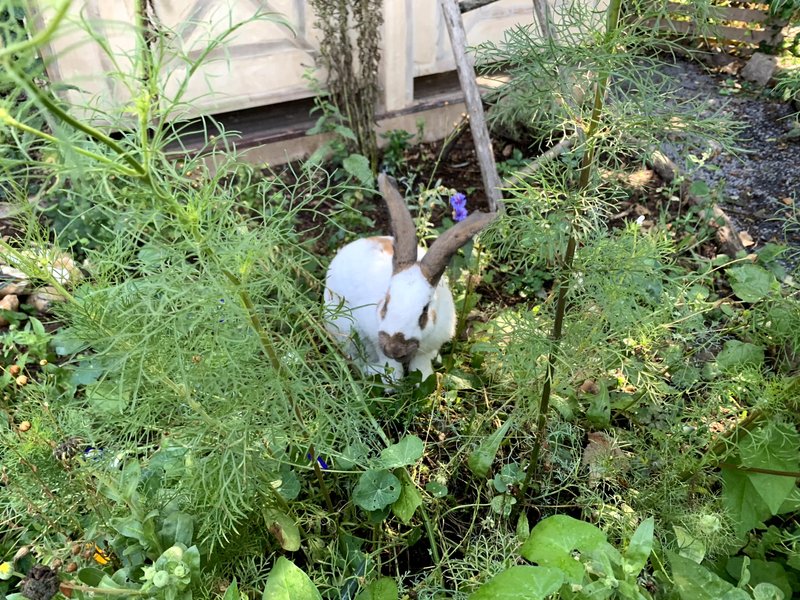 Domaine AbracadaRoom : Ecoland - Image 14