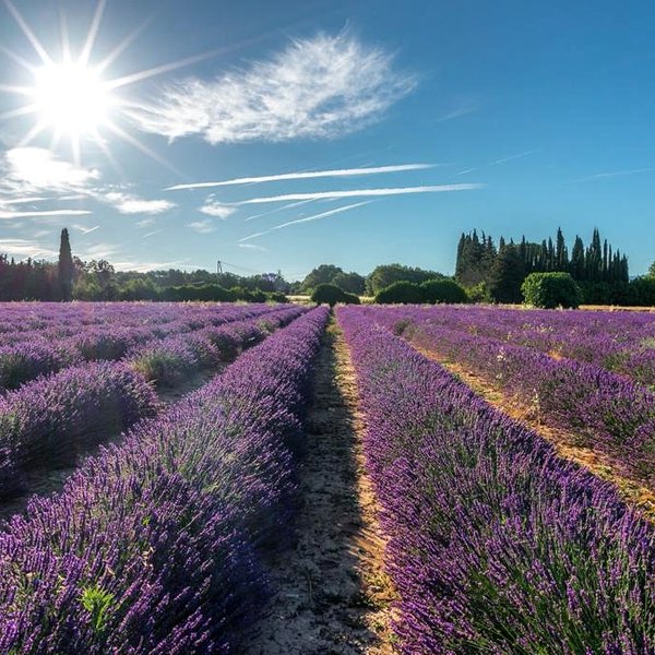 Domaine AbracadaRoom : Bulle du Lavandin - Image 3