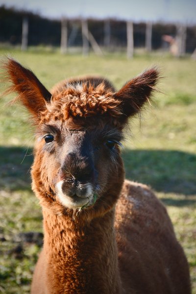 Domaine AbracadaRoom : Parc Du Coq à l'Âne - Image 12