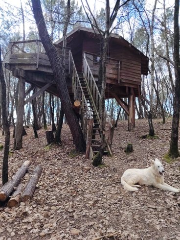 Hébergement AbracadaRoom : Cabane Murmure de Feuilles – Une parenthèse suspendue au cœur de la nature - Image 1
