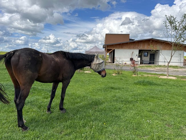 Domaine AbracadaRoom : Ecurie des prés hauts - Image 6