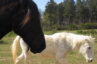 Tiny Pony – Dormir au milieu des chevaux jusqu' à 5 personnes à Saint-Donat-Sur-L'herbasse (4)